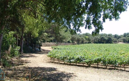 Wine estate made up of residential buildings, including a main bastide, farm buildings, land in kind with vines, woods, olive trees and truffle trees. The 18th century Provencal Ba